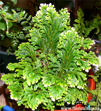 سلاژینلا مارتنسی